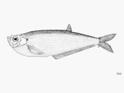 Image of Herring