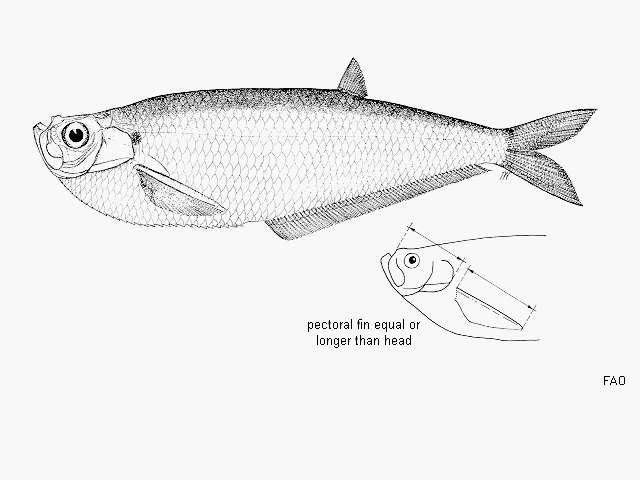 Image of Herring