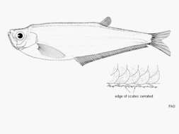 Plancia ëd Odontognathus compressus Meek & Hildebrand 1923