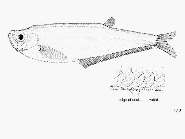 Plancia ëd Odontognathus compressus Meek & Hildebrand 1923