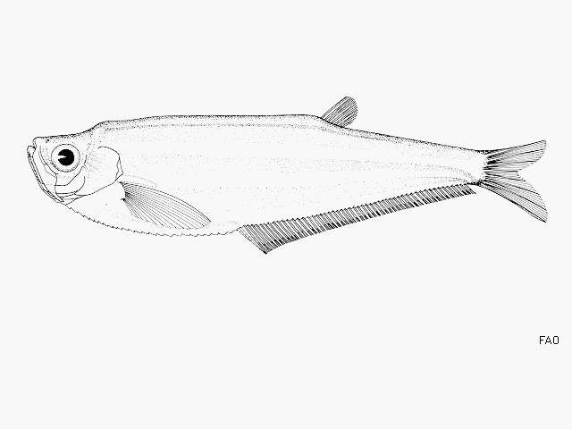 Plancia ëd Odontognathus compressus Meek & Hildebrand 1923