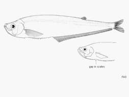 Plancia ëd Odontognathus mucronatus Lacepède 1800