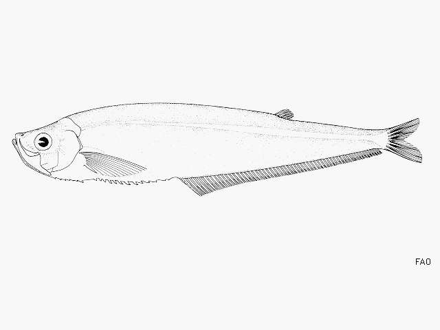 Plancia ëd Odontognathus mucronatus Lacepède 1800