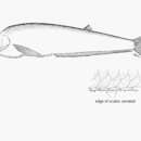 Image of Panama longfin herring