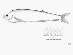 Plancia ëd Odontognathus panamensis (Steindachner 1876)