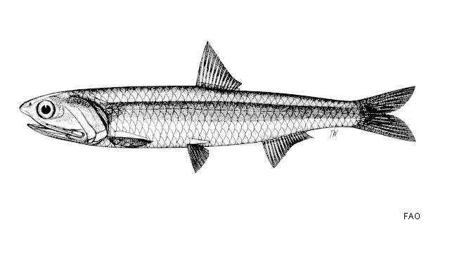 Image of Australian anchovy