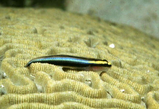 Image of Shark nose goby