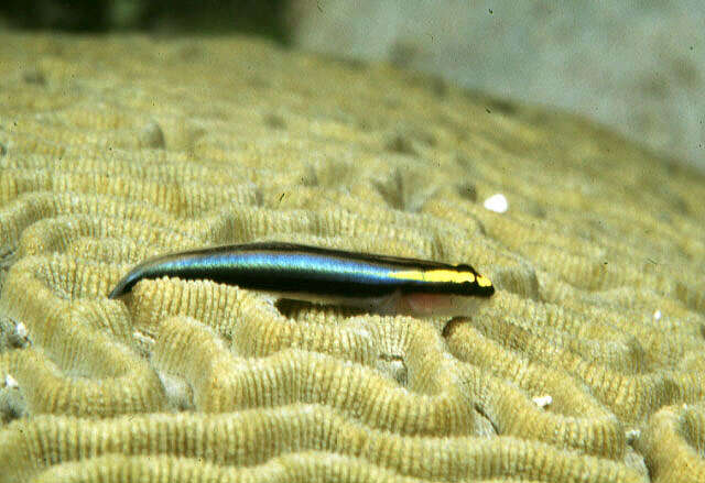 Image of Shark nose goby