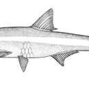 Image of Allen&#39;s anchovy