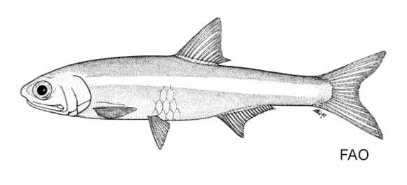 Image of Allen&#39;s anchovy