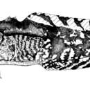 Image of Scarecrow Toadfish