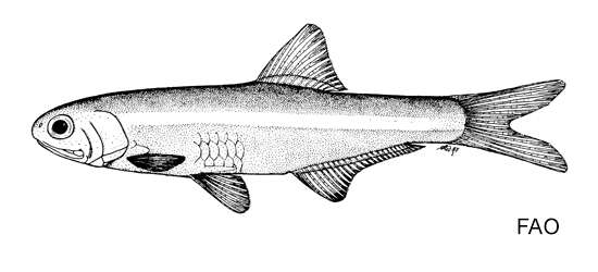 Image of Blackburn&#39;s anchovy