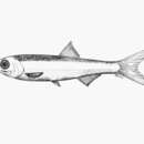 Image of Snubnose anchovy