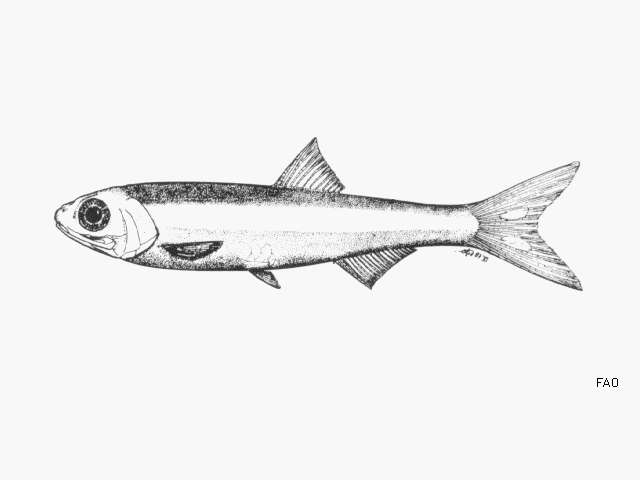 Image of Snubnose anchovy