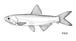 Image of Carriker&#39;s anchovy