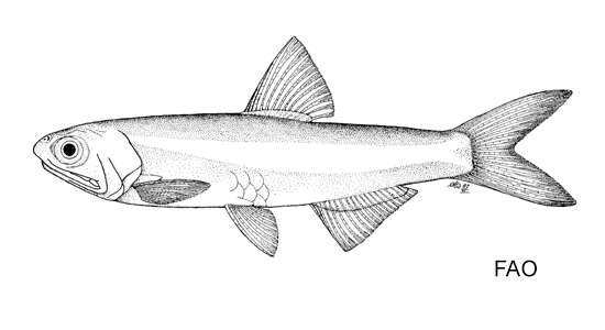 Image of Carriker&#39;s anchovy