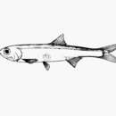 Image of Cayenne anchovy