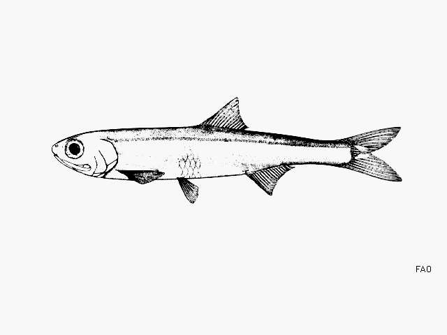 Image of Cayenne anchovy