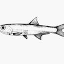 Image of Elongate anchovy