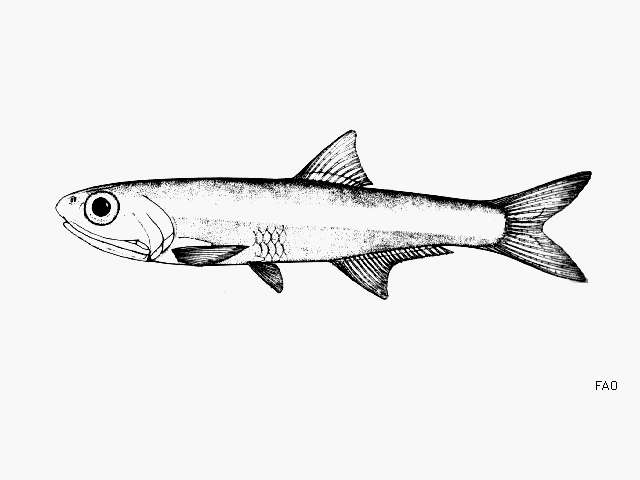 Image of Elongate anchovy