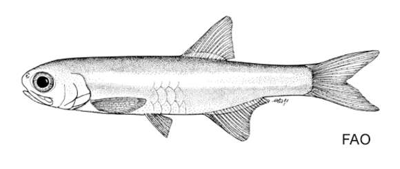 Sivun Anchoviella jamesi (Jordan & Seale 1926) kuva