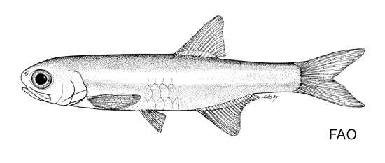 Image of James&#39;s anchovy