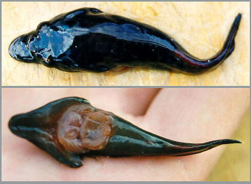 Image of Lepadogaster