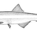 Image of Manamo anchovy
