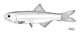 Image of Manamo anchovy