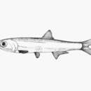 Image of Flat anchovy