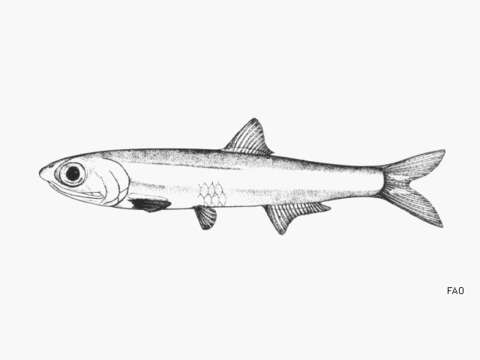 Image of Flat anchovy