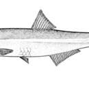 Image of Vaillant&#39;s anchovy