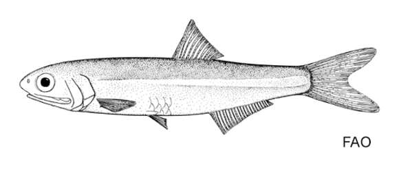 Image of Vaillant&#39;s anchovy