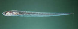 Image of Cushion star pearlfish
