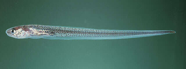Image of Cushion star pearlfish
