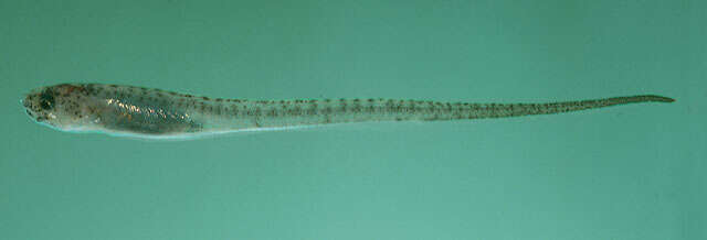 Image of Cushion star pearlfish