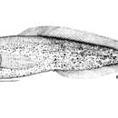 صورة Grammonus opisthodon Smith 1934