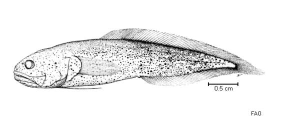 Image of Bighead brotula