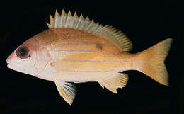 Image of Bluestriped snapper