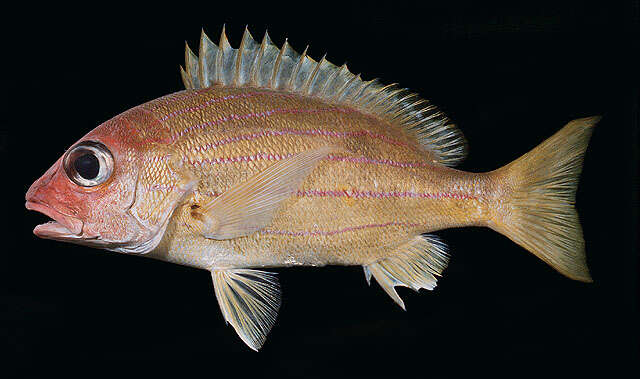 Image of Bluestriped snapper