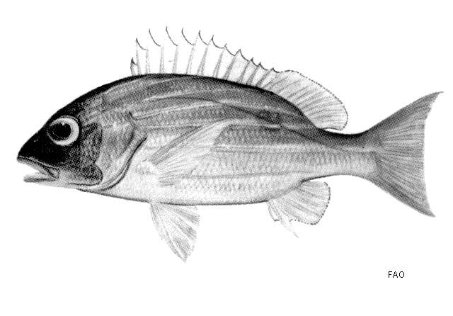 Image of Bluestriped snapper