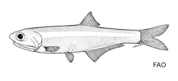 Image of Belize anchovy