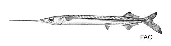 Image of Balinese garfish