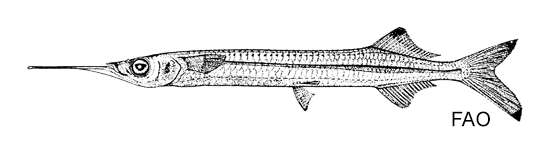Image of Hyporhamphus melanopterus Collette & Parin 1978