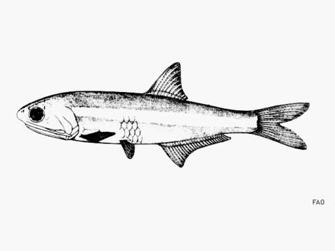 Слика од Anchoa cayorum (Fowler 1906)