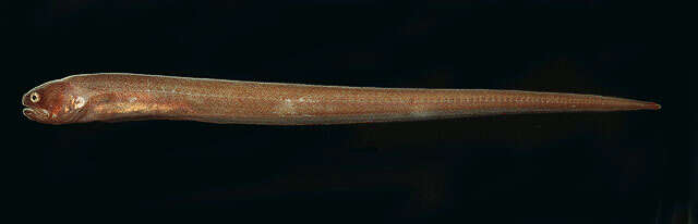 Image de Encheliophis