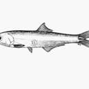 Image of Chame Point anchovy