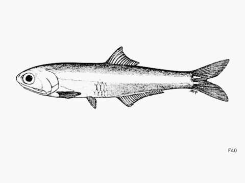 Image of Chame Point anchovy