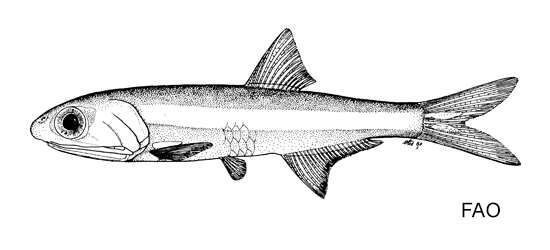 Sivun Anchoa choerostoma (Goode 1874) kuva