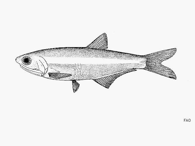 Image of Deepbody anchovy